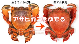 アサヒガニをゆでる How to boilband prepare the spanner crab and [upl. by Cyrus487]