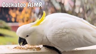 Cockatoo and Rosella Bird Sounds in the Rain  ASMR Bliss [upl. by Ennis]