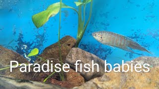 Paradise fish having babies so excited fish [upl. by Ellerey843]