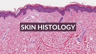 Skin Histology Made Easy [upl. by Argella]