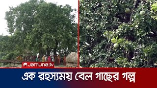 যে বেল গাছ এক রাতে দিঘির মাঝ খান থেকে অবস্থান নেয় পাড়ে  Bell Tree  Siranjganj  Jamuna TV [upl. by Nilesoj]