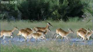 HD Leaping Lechwe  Natures Great Events The Great Flood  BBC [upl. by Petr]