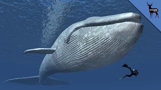 Why Are Whales So Big [upl. by Pero]