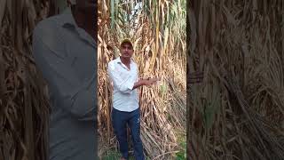 कर्जमुक्त गन्ना किस्म lovekisan Mobile 9456421397 [upl. by Selie]