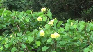 Bauhinia tomentosa  Yellow bell orchid flowering [upl. by Bab]