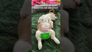 Kibble Digestion In My Puppy timelapse fyp whoa ilovecorgis cute dangerous [upl. by Glinys935]