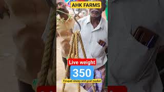 THIS WEEK SHEEP LIVE WEIGHT SOLD AROUND 350 TO 370 IN TIRUPATI SHEEP AND GOAT MARKET [upl. by Thurmond982]