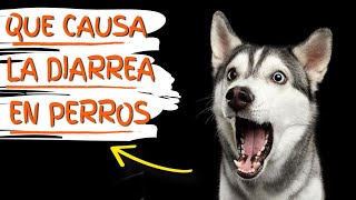 🐶💩QUÉ CAUSA la DIARREA en PERROS y cómo TRATARLA [upl. by Renrag]