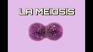 La MEIOSIS  Explicación Sencilla [upl. by Eldwen]