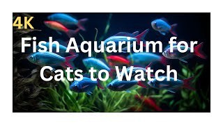 Fish Aquarium On Screen for Cats to Watch 4k  Cat Videos for Cats to Watch Real Fish cutecatkity [upl. by Sokem]