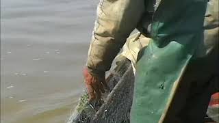 Net Fishing Danubien Mackerel at Danube River Catching a lot of fish [upl. by Lib]