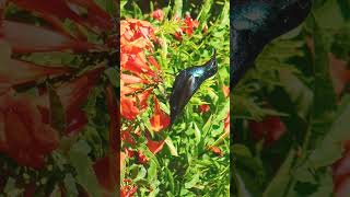 ¹🐥•⁶⁸ Purple Sunbird Cinnyris asiaticus  Breeding Male 🐈‍⬛ I Know I Know its a Hummingbird [upl. by Mckale]