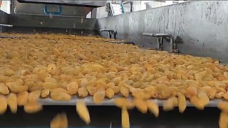 How to make kishmish  Raisin Making Processing Factory [upl. by Utica205]