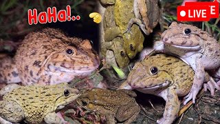 🐸Boing Boing web catching frogs🐸flying and Jumping Part 5 [upl. by Ardnama]