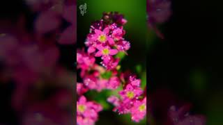 赤そばの花と富士山 2024 山中湖花の都公園  Red buckwheat flowers and Mt Fuji ｜山梨観光スポット [upl. by Davon167]