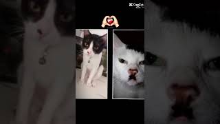 ohhh so thats why hiro wants war with the mouses 💀  fypシ゚viral cat kitler [upl. by Aldas]