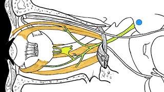 Cranial nerves III IV and VI [upl. by Nomzaj]