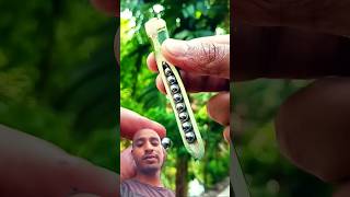 Bamboo Creations with steel Ball Bamboo Idea Slingshots Diy [upl. by Shulamith785]