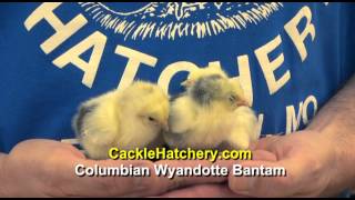 Columbian Wyandotte Bantam Chicken Breed [upl. by Ylsew]