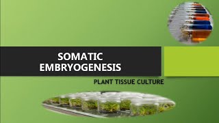 Somatic Embryogenesis Plant Tissue Culture lecture series [upl. by Samantha]