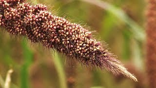 Foxtail millet  a forgotten food diet [upl. by Souvaine237]