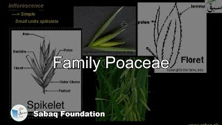 Poaceae Biology Lecture  Sabaqpk [upl. by Bernadene206]