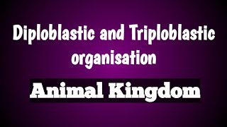 Diploblastic and triploblastic organisation  animal kingdom  class 11 Biology [upl. by Akemeuwkuhc279]