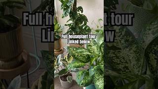 Houseplant Tour planttour houseplanttour houseplantcollection houseplantcommunity indoorplants [upl. by Hump]