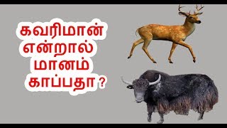 கவரிமான் பரம்பரை  kavari maan parambarai [upl. by Barnabe334]