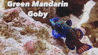 What You Need To Know  Green Mandarin Goby Dragonet Care Guide  Live Copepod Feeding amp Diet [upl. by Any]