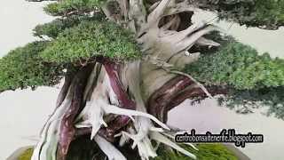 Juniperus Rigida Tosho Meifu Ten 2014 Bonsai Exhibition  By Jose AcuñaCentro Bonsai Tenerife [upl. by Agnes825]