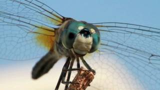 A Moment with Dragonflies [upl. by Cliff]