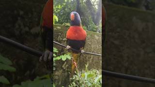 Rainbow lorikeet Sounds lorikeet birds foryou [upl. by Putnam837]