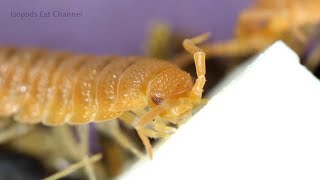 Isopods Eat Mozzarella [upl. by Ettie]