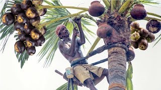 Toddy Palmyra Fruit Harvesting and Processing  India Agriculture Tradition  Palmyra Palm Jaggery [upl. by Darrill]