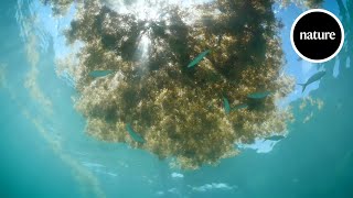 Drowning in seaweed How to stop invasive Sargassum [upl. by Buckie]