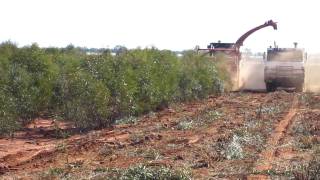 AHWI RT400 amp H600 BIO HARVESTER OPERATING IN BLUE MALLEE 1 [upl. by Varney]