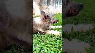 Nossos cães são criados com amor e respeito ❤️ Cão de Crista Chinês e Papillon [upl. by Edak666]