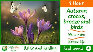 1 hour ASMR nature sounds Autumn crocus breeze and birds for relax and healing [upl. by Adhamh]