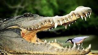 Plover bird cleaning crocodile teeth Crucial Info [upl. by Socin]