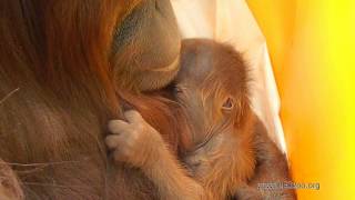 Endangered Baby Orangutan Born through FirstEver Successful Assisted Reproduction [upl. by Anuat]