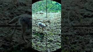 coyote hunting with sniper rifle coyote hunting animals snipers shorts wildlife [upl. by Arod]