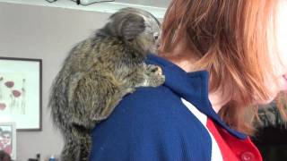 George the baby Marmoset at 15 weeks [upl. by Conias]