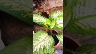 Dieffenbachia पौधे की देखभाल कैसे करेंDieffenbachia plants Care TipsIndoor PlantsDieffenbachia [upl. by Poll]