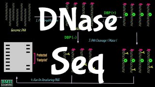 DNase Seq  DNase Footprinting  DNase1 Footprinting  DNase 1 Hypersensitive Sites Sequencing [upl. by Alyak]