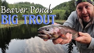 Fishing Beaver Ponds  MASSIVE TROUT Washington State [upl. by Natloz]