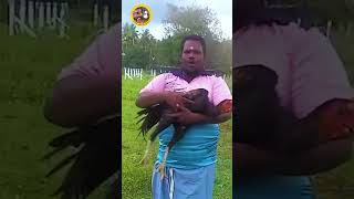 நத்தம் கோழி சந்தைக்கு வாங்க🐔 moravasal shorts sandaikozhi seval traditional santhai viral [upl. by Guglielmo]