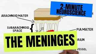 2Minute Neuroscience The Meninges [upl. by Hollington846]