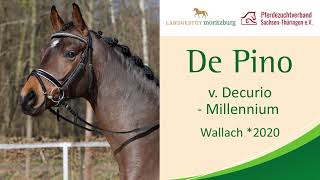 quotDe Pinoquot Wallach 2020 v Decurio  Millennium  10 Verkaufspferdewoche 2024 Moritzburg [upl. by Dafna]