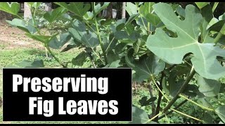 How To Preserve Fig Leaves For Tea And Monetization [upl. by Annahsad]